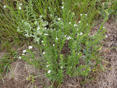 Lithospermum papillosum