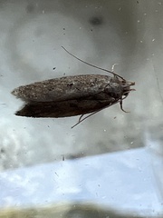Bryotropha terrella