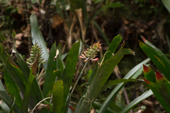 Aechmea coelestis