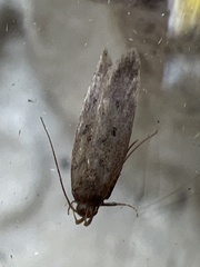 Bryotropha terrella