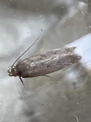 Bryotropha terrella