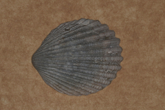 Vasticardium