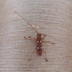 Eburodacrys callixantha