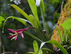 Billbergia amoena