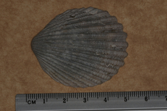 Vasticardium