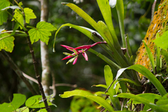 Billbergia amoena