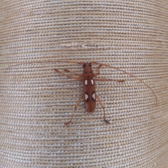 Eburodacrys callixantha