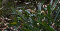 Aechmea coelestis