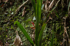 Quesnelia liboniana