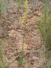 Manulea parviflora