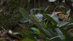 Aechmea coelestis