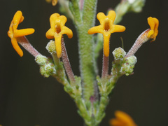 Manulea parviflora