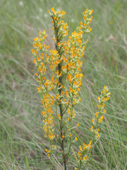 Manulea parviflora