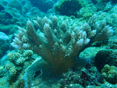 Acropora abrotanoides