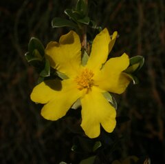 Hibbertia argentea