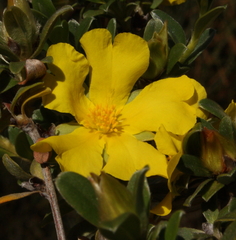 Hibbertia argentea