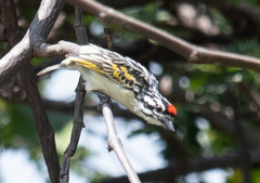 Pogoniulus pusillus
