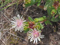 Delosperma lineare