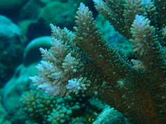 Acropora abrotanoides