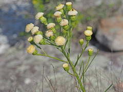 Senecio chrysocoma