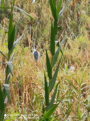 Nycticorax nycticorax