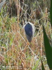Nycticorax nycticorax