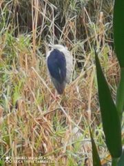 Nycticorax nycticorax