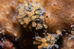 Pycnoclavella stanleyi