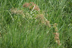 Cyperus platystylis