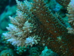 Acropora abrotanoides