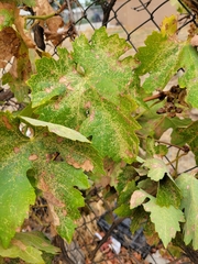 Erasmoneura variabilis