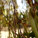 Amyema pendula pendula - Photo (c) Wayne Martin, alguns direitos reservados (CC BY-NC), uploaded by Wayne Martin