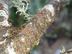 Frullania rostrata