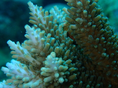 Acropora abrotanoides