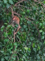 Macaca mulatta