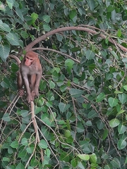 Macaca mulatta