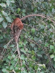 Macaca mulatta