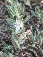 Polygonum shastense