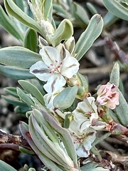 Polygonum shastense