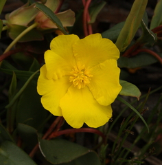 Hibbertia amplexicaulis