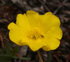 Hibbertia amplexicaulis