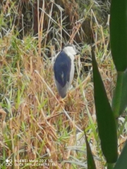 Nycticorax nycticorax
