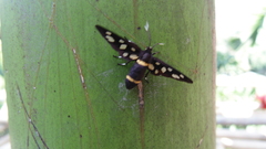 Amata cyssea