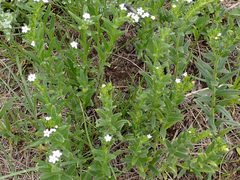 Lithospermum papillosum
