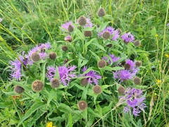 Centaurea nervosa