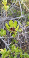 Escallonia illinita