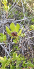 Escallonia illinita