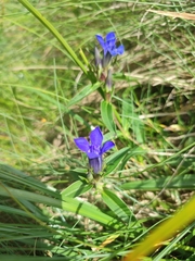 Gentiana cruciata phlogifolia