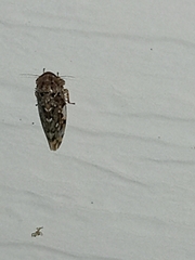 Xestocephalus tessellatus