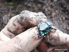 Phanaeus blackalleri